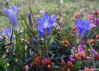 Gentiana pneumonanthe marsh gentians.jpg
