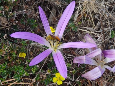Merendera montana with bee.jpg