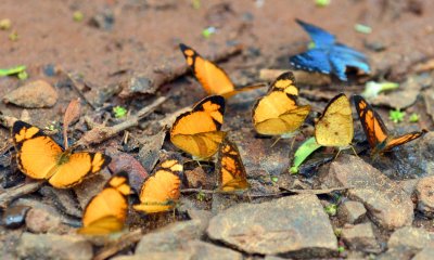 Claudinas (Tegosa claudina) and other butterflies 2.jpg