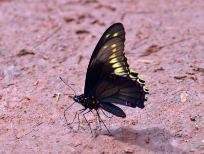 Polydamas Swallowtail (Battus polydamas).jpg