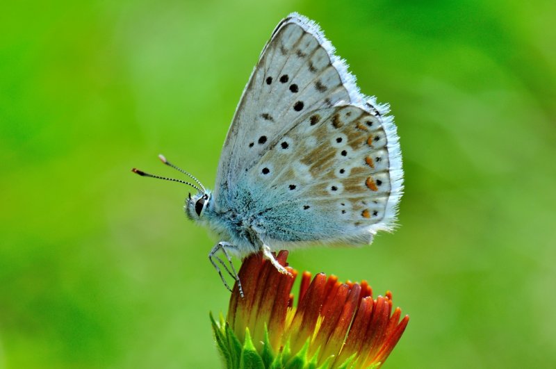 Slovenië bleek blauwtje 