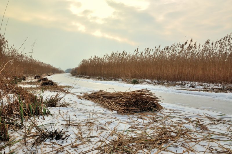 Rietoogst bij Meerkerk