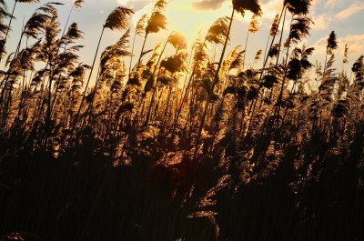 Biesbosch riet en zon