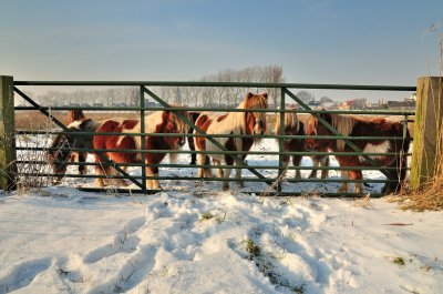 Ponies in de sneeuw