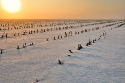 Resten van mais in de sneeuw