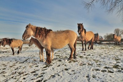 Konik paarden bij Loevestein