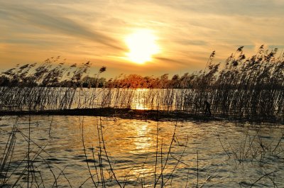 Zonsondergang en riet