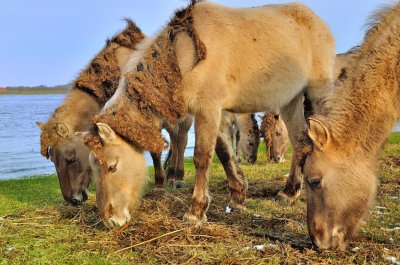 Konik paarden bij de Waal