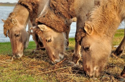 Konik paarden