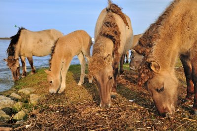 Konik paarden