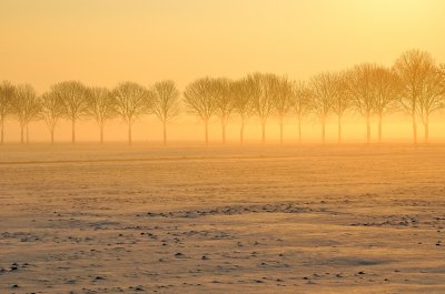 Bomen bij zon en mist