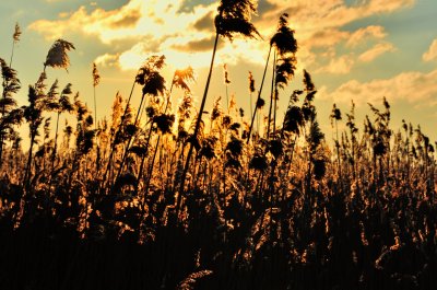 Riet in de zon