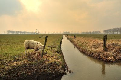 Schaap in Herwijnen