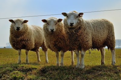Schapen in Herwijnen