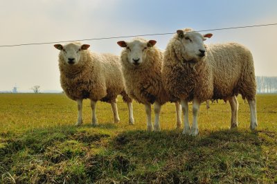 Schapen in Herwijnen