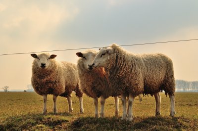 Schapen in Herwijnen