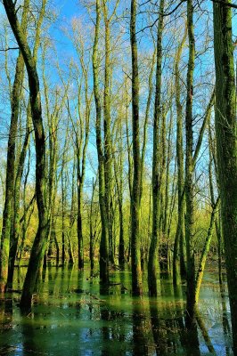 Bomen