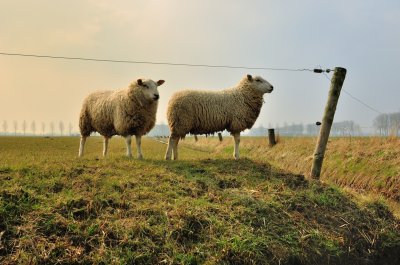 Schapen in Herwijnen