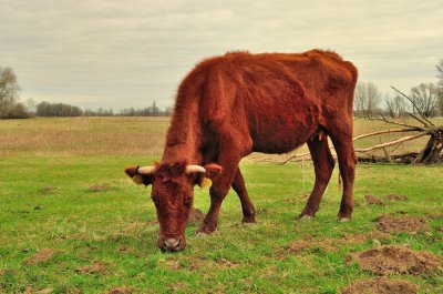 Rode Geus bij Loevestein