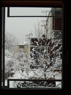 view from my kitchen window