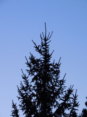 tree