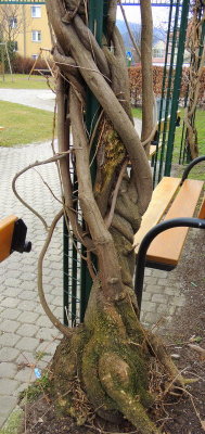 treeman I