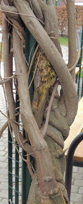 treeman  II