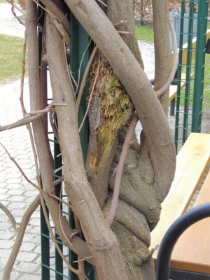 treeman III