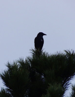 my bird friend