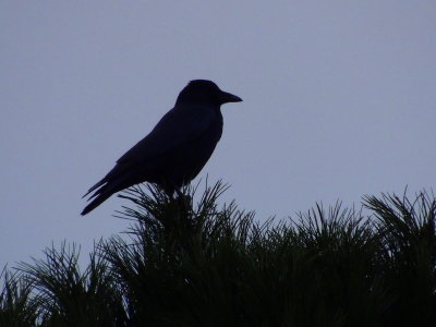 relaxed bird