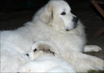 Pile of Fluff