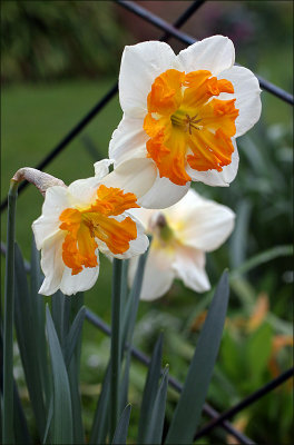 Unusual split corona daffodil