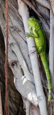 Small(ish) iguana