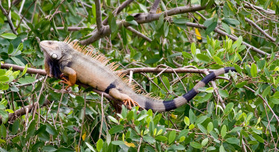 Large iguana