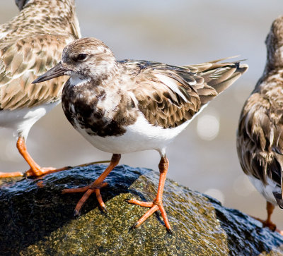 Ruddy Turnstone (non-breeding)