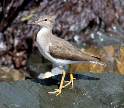 Spotted Sandpiper (non-breeding)