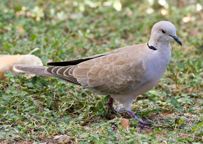 Eurasian Collared Dove
