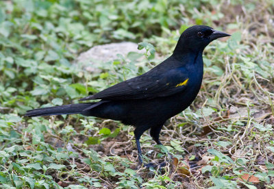 Yellow-shouldered Blackbird