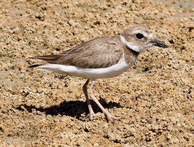 Wilson's Plover (non-breeding)