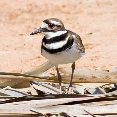 Killdeer