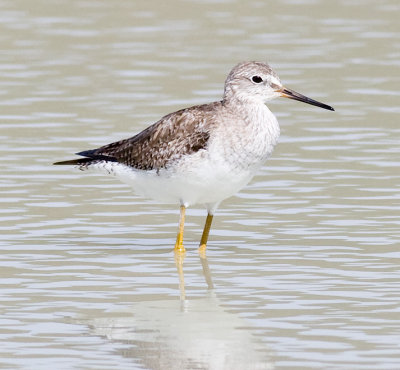 Greater Yellowlegs