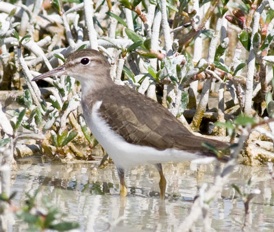 Spotted Sandpiper (non-breeding)