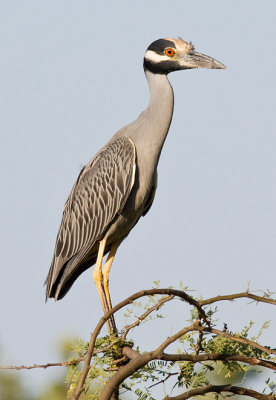 Yellow-crowned Night-heron