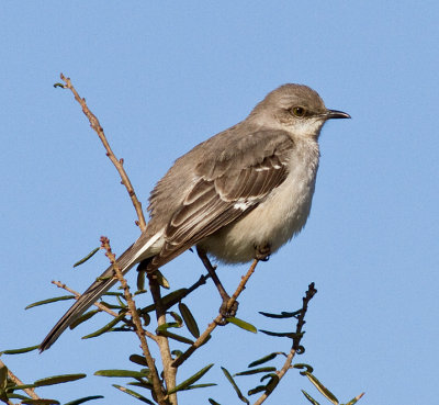 Northern Mockingbird