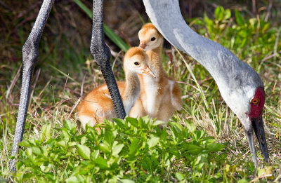 Sandhill Crane