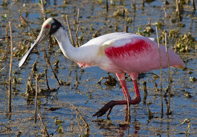 Roseate Spoonbill