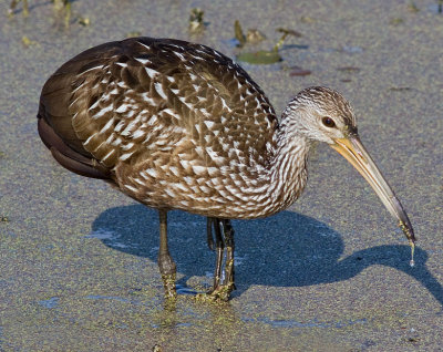 Limpkin