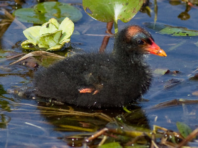 Common Moorhen chick