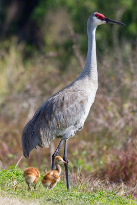Sandhill Crane