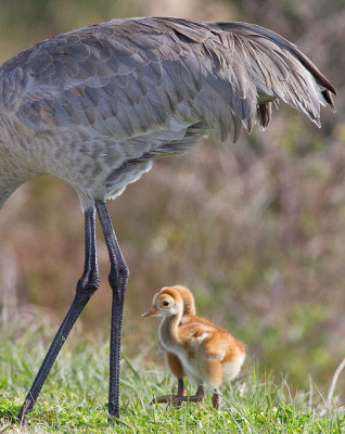 Sandhill Crane